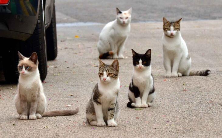 Benidorm destina 20.000 euros para la campaña de esterilización de colonias urbanas de gatos 